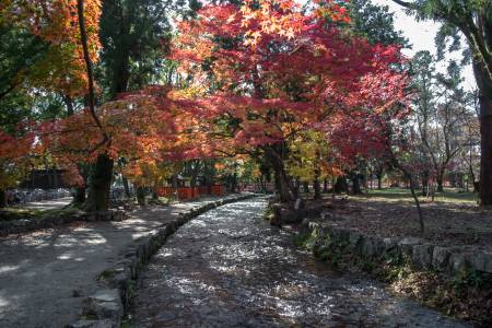 La rivière Kamogawa