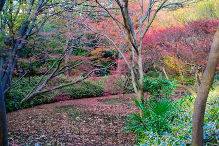 Rikugien Gardens