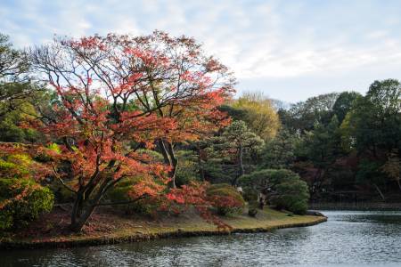 Rikugien Gardens