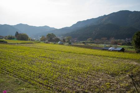 Une rizière à Ohara