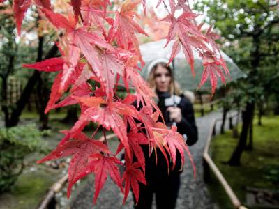 Des belles feuilles de momiji