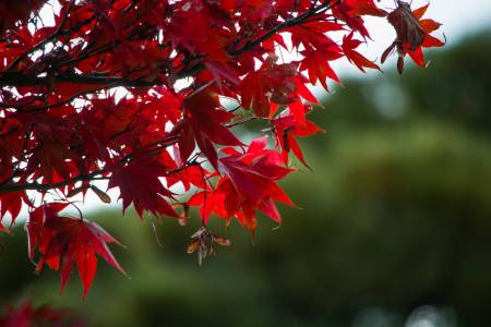 Un trés beau momiji